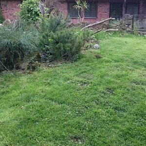 Outdoor enclosure European herps