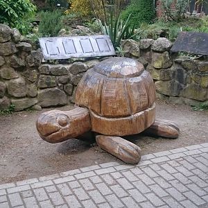 Tortoise - not a real one