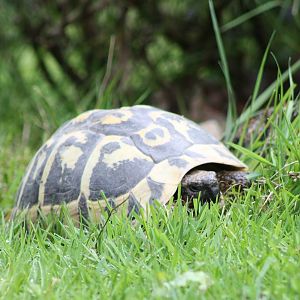 European tortoise species