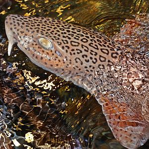 Dec. 2015 - Shark Central - Leopard Catshark