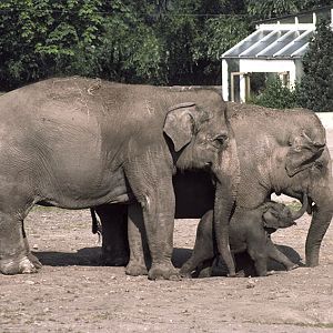 'Sheba', 'Judy' and 'Jubilee' 1977