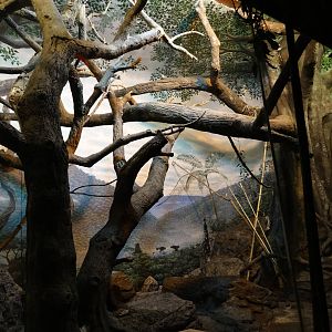 Festival of Lights 2015 - Jungle Trails - Aye-Aye Exhibit (Reversed Lightin