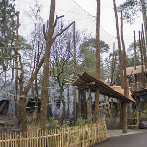 New siamang enclosure