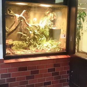 Ball python enclosure