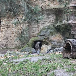 North American otter