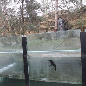 North American otter enclosure