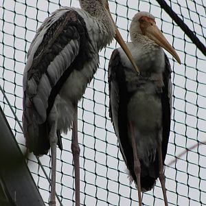 Painted storks