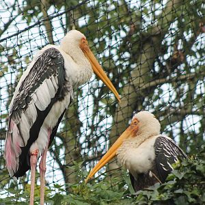 Painted storks