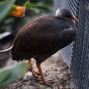 Tongan megapode (Megapodius pritchardii)