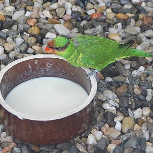 Mindanao lorikeet