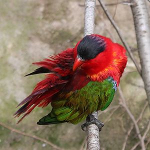 Purple-naped lory