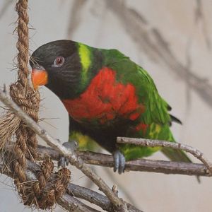 Mitchell's lorikeet