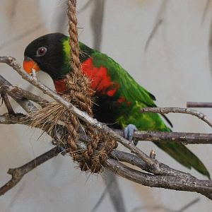 Mitchell's lorikeet