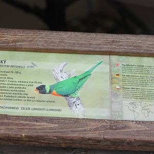 Sign Mitchell's lorikeet