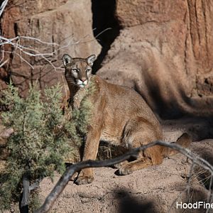 Puma in the sun