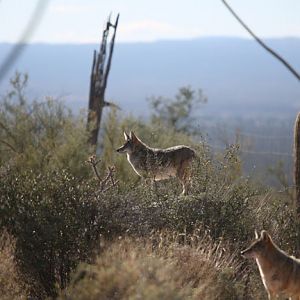 Natural coyote exhibit