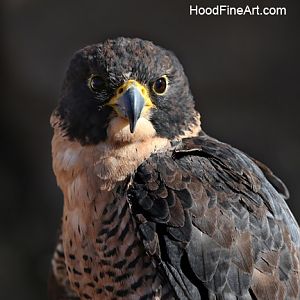 Peregrine falcon portrait