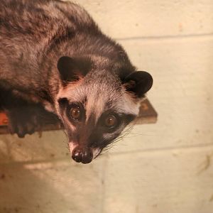 Common palm civet - Matlock Farm Park, September 2015