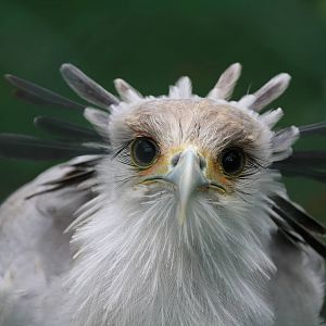 Secretary bird, September 2015