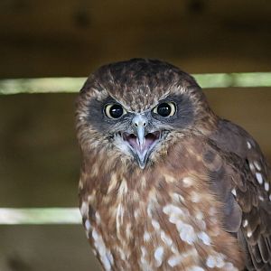 Boobook owl, September 2015