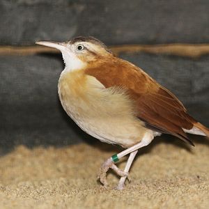 Caribbean Hornero (Furnarius longirostris), October 2009