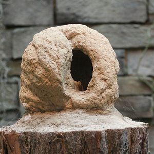 Nest of Caribbean Hornero (Furnarius longirostris), October 2009