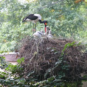 Second breeding record in Europe for Saddle-billed Storks (Ephippiorhynchus
