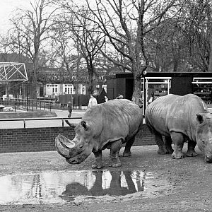 White rhino pair 1972