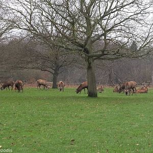 Red Deer - Richmond Park