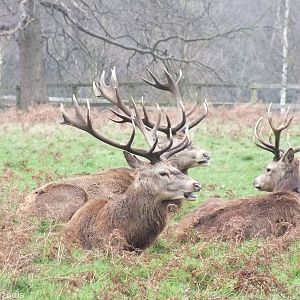 Red Deer - Richmond Park