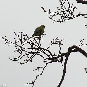 Rose-ringed Parakeet - Richmond Park