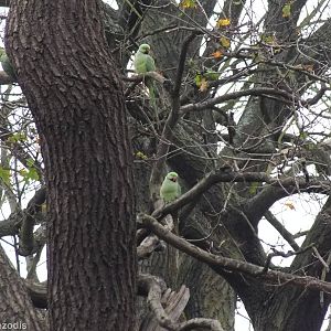 Rose-ringed Parakeets - Richmond Park