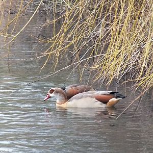 Egyptian Geese - Richmond Park