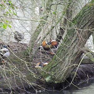 Mandarin Duck - Richmond Park