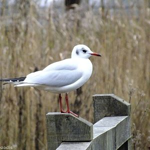 Black-headed Gull - Richmond Park