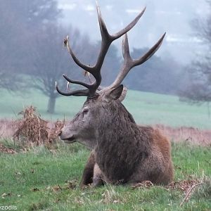 Red Deer- Richmond Park
