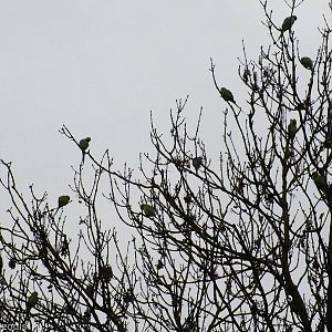Tree Full of Parakeets - Richmond Park