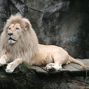 male White lion