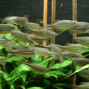 Giant danio's