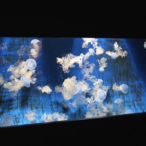 Jellyfish tank