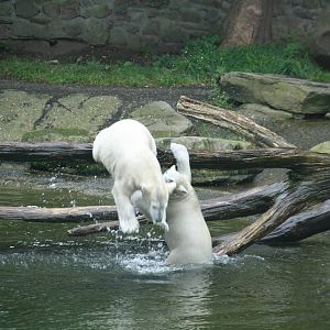 playing Polar bear cubs