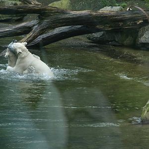 playing Polar bear cubs