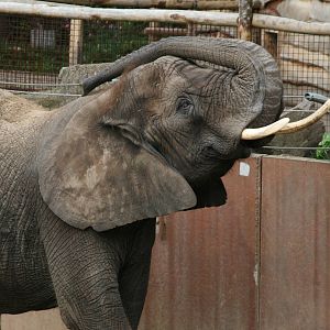 African elephant
