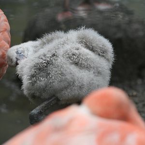 American flamingo chick