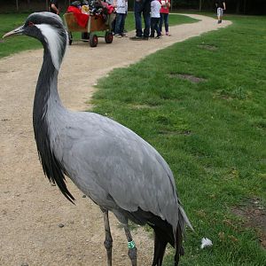 Demoiselle crane