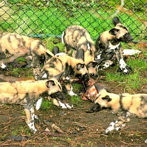 African hunting dog cubs; London Zoo; 27th December 2015