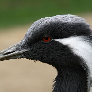 Demoiselle crane