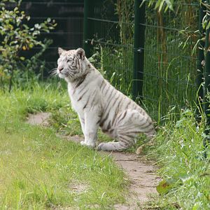 Asia the female white tiger