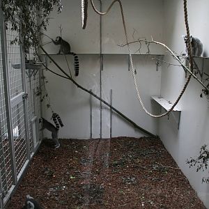 Ringed-tailed lemur indoor enclosure