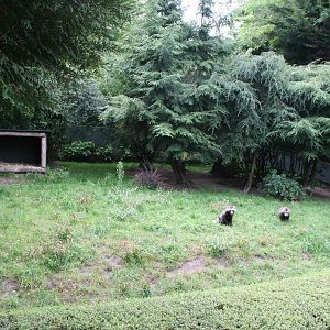 Racoon dog enclosure